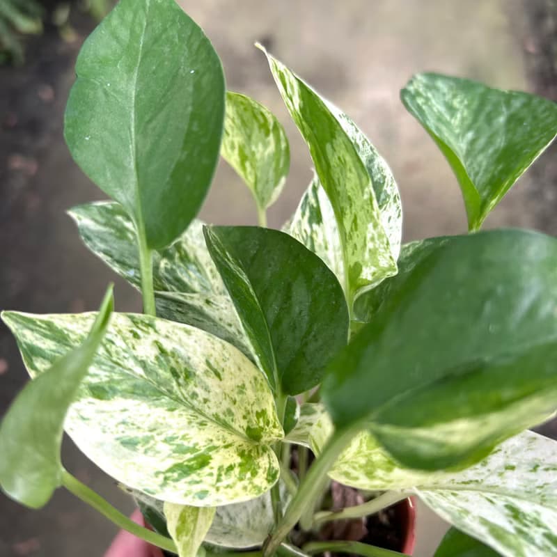 植栽 室內盆栽 雪花葛 植物盆栽