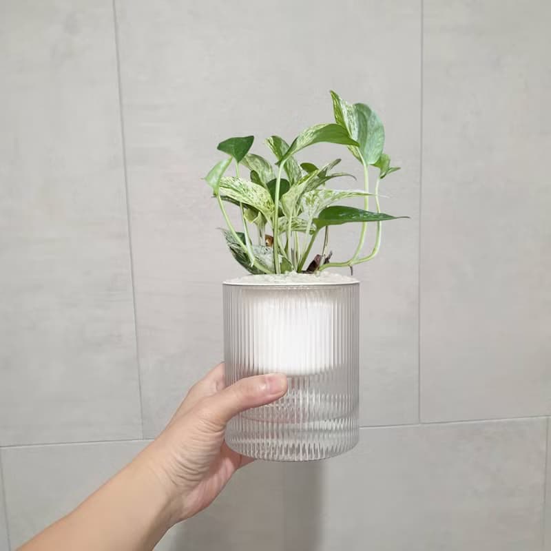 植栽 室內盆栽 雪花葛 植物盆栽
