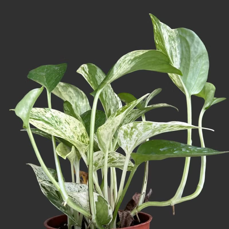 植栽 室內盆栽 雪花葛 植物盆栽
