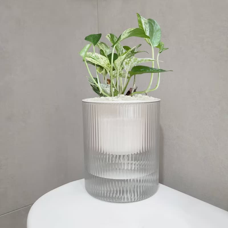 植栽 室內盆栽 雪花葛 植物盆栽
