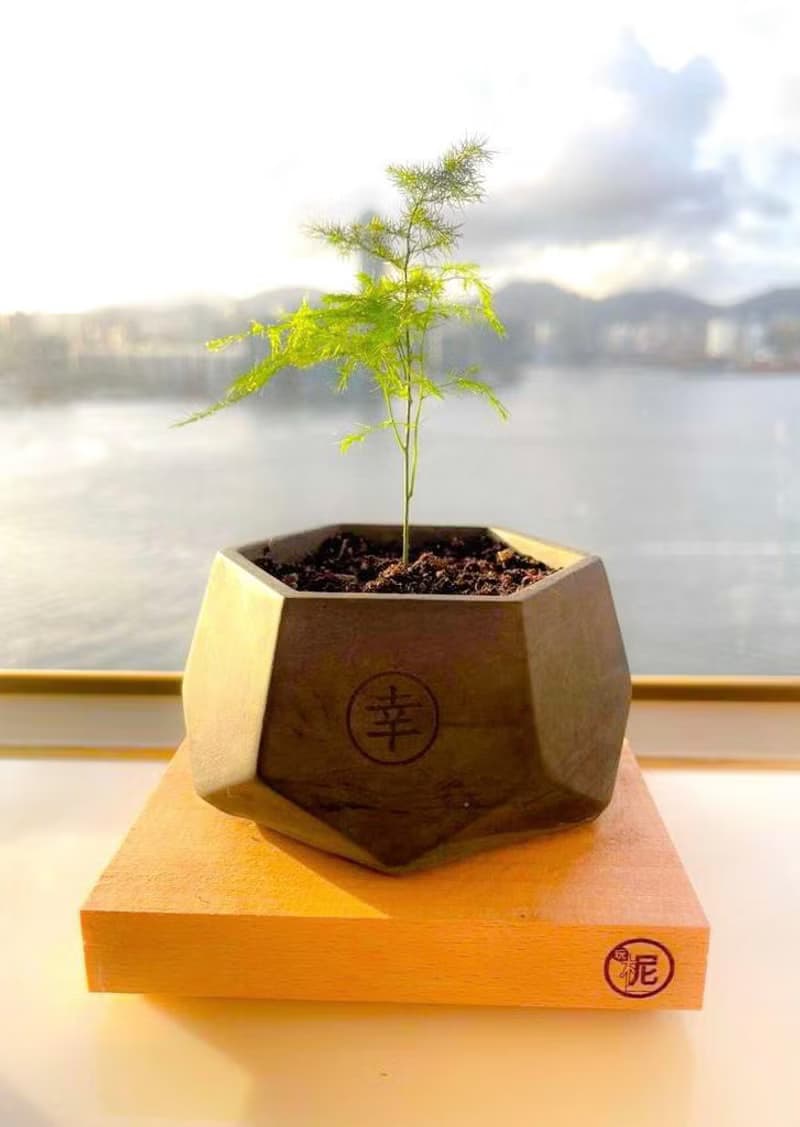 玩柅 多肉植物水泥角盆 辦公室盆栽 小盆栽 室內盆栽 轉運來