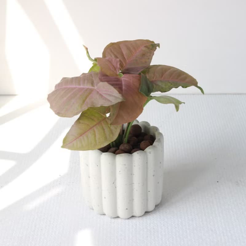 植栽 盆栽 l 粉紅佳人合果芋 手指餅乾水泥盆 網紅植物 強散光