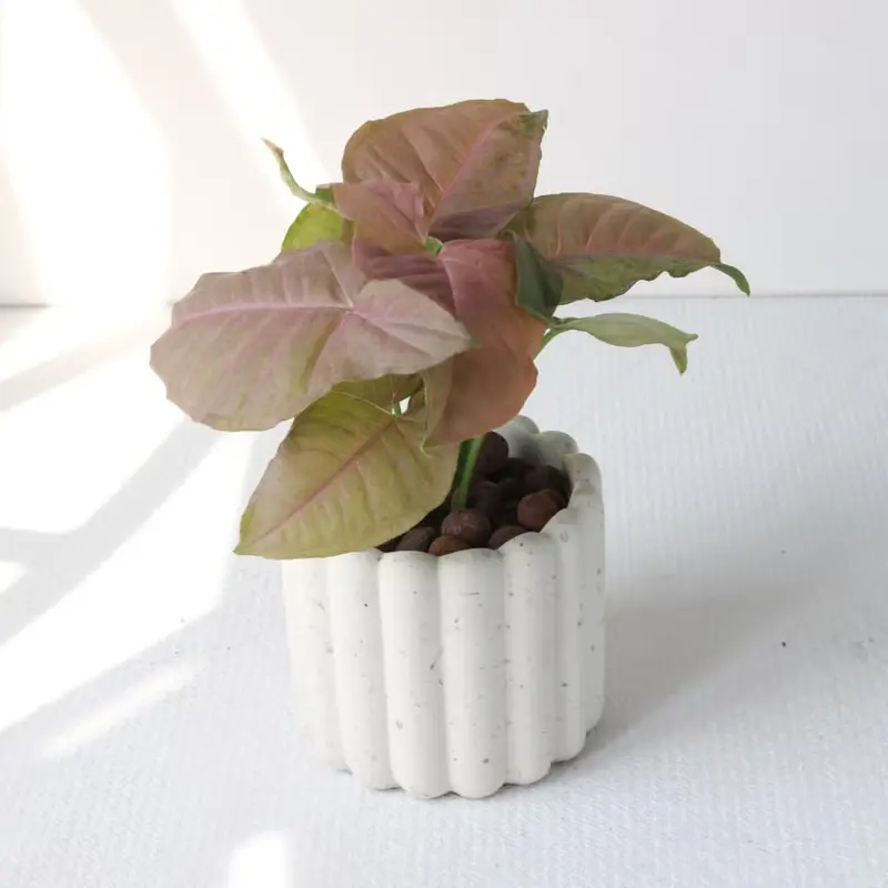 植栽 盆栽 l 粉紅佳人合果芋 手指餅乾水泥盆 網紅植物 強散光