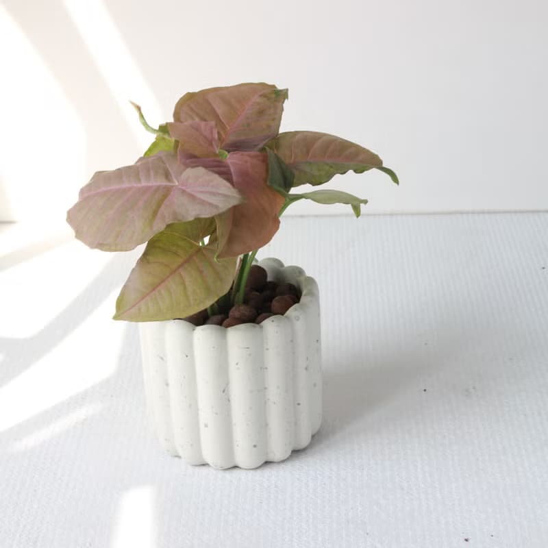 植栽 盆栽 l 粉紅佳人合果芋 手指餅乾水泥盆 網紅植物 強散光