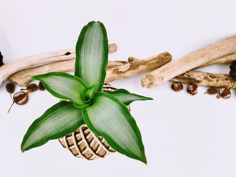 閃耀之心水竹葉苔球│板植│窗邊植物│陽台植物│觀葉植物