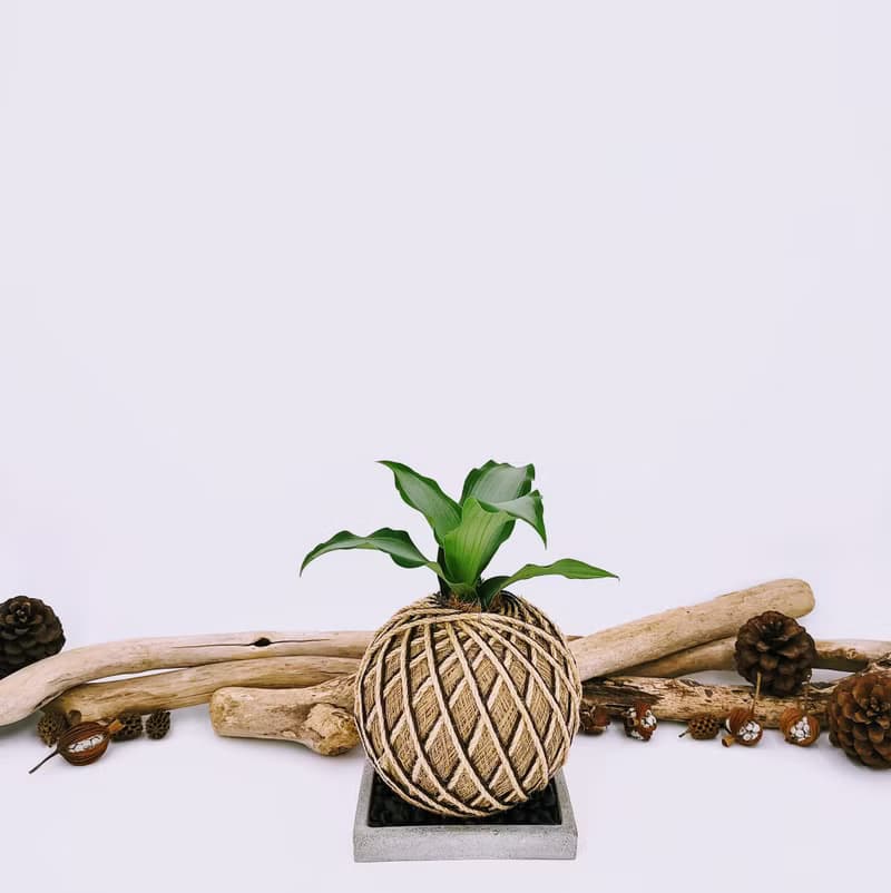 閃耀之心水竹葉苔球│板植│窗邊植物│陽台植物│觀葉植物