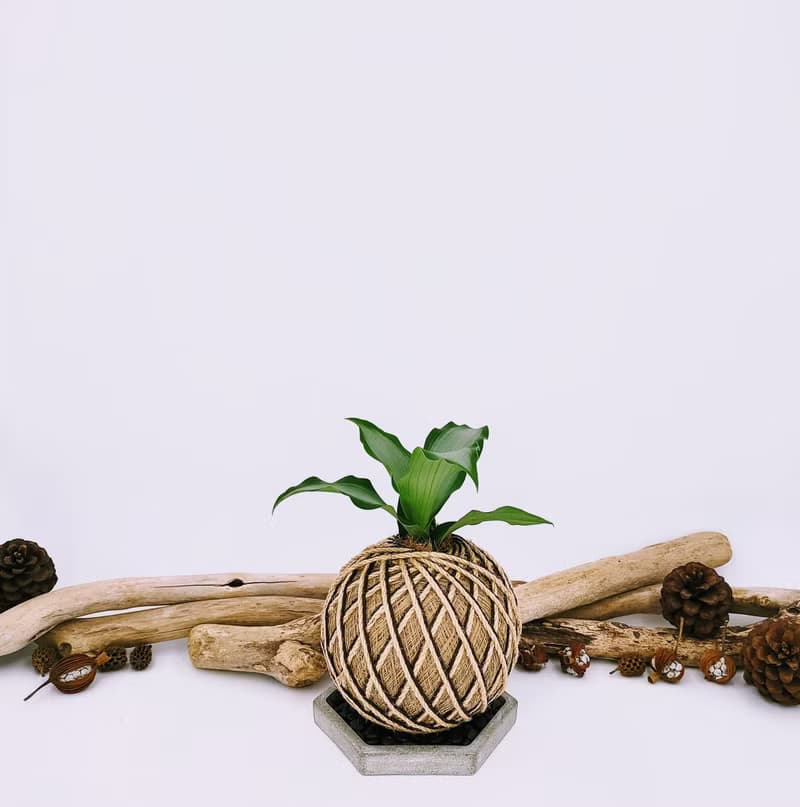 閃耀之心水竹葉苔球│板植│窗邊植物│陽台植物│觀葉植物