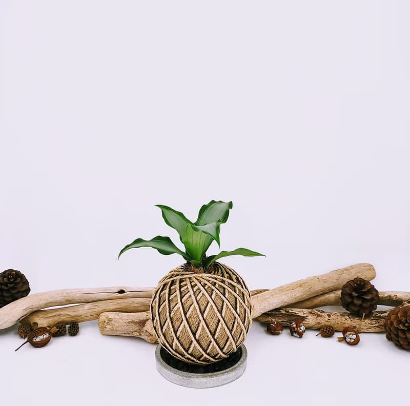 閃耀之心水竹葉苔球│板植│窗邊植物│陽台植物│觀葉植物