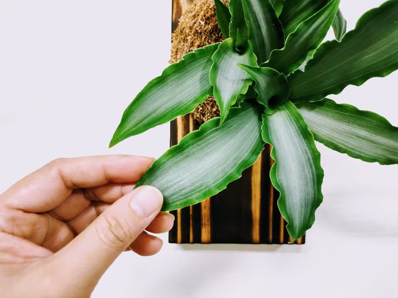 閃耀之心水竹葉苔球│板植│窗邊植物│陽台植物│觀葉植物