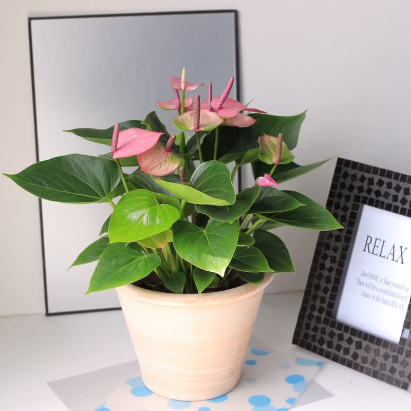 植栽 盆栽 l 小藍莓火鶴花(大盆)  Deroma帝羅馬花盆 開幕盆栽
