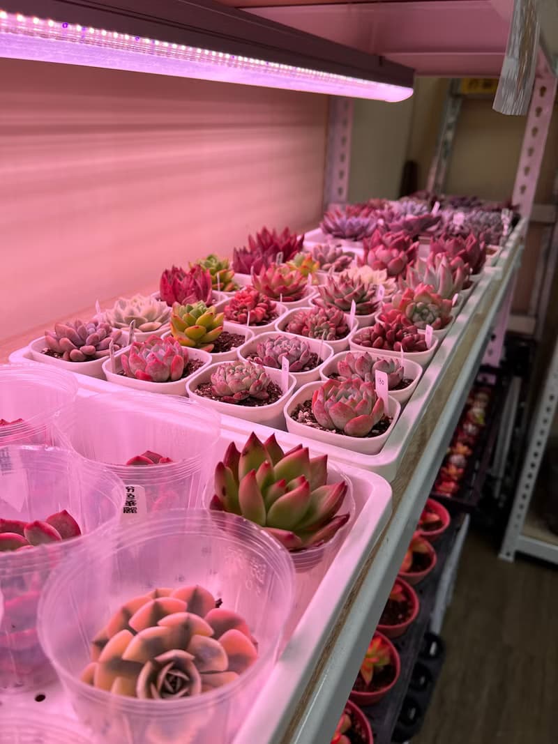 【體驗】【體驗活動】Vita Design香氛永生擴香盆花 親子花藝 企業團體課