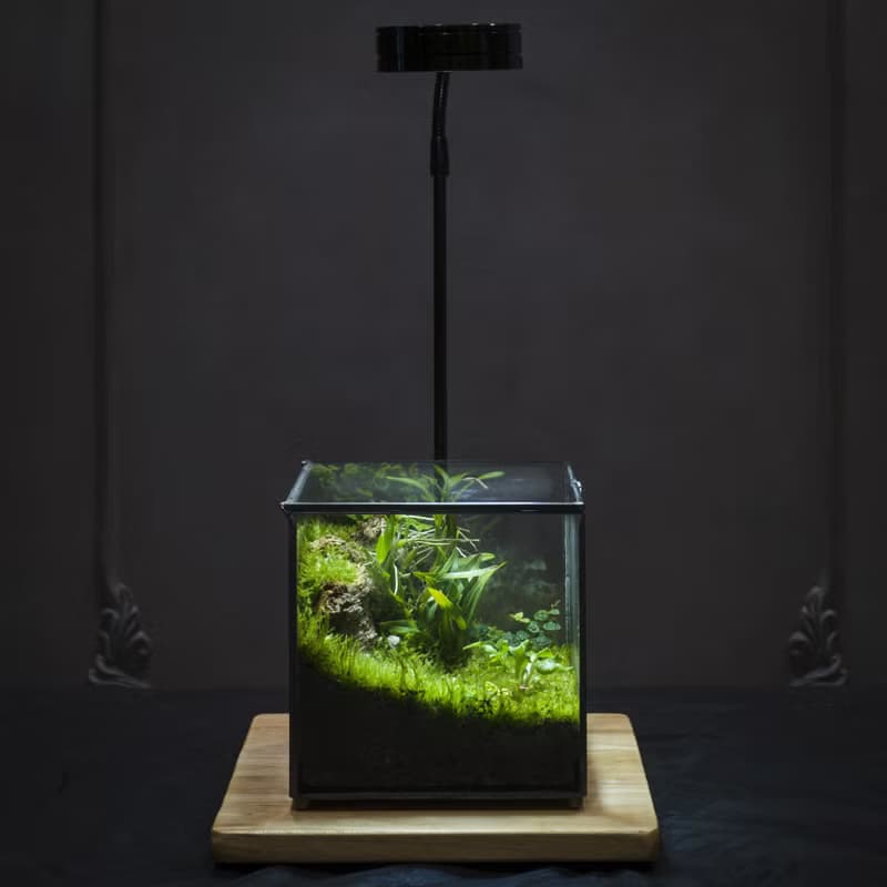 【體驗】【一人成班】綠次元寶盒微景觀 附植物燈