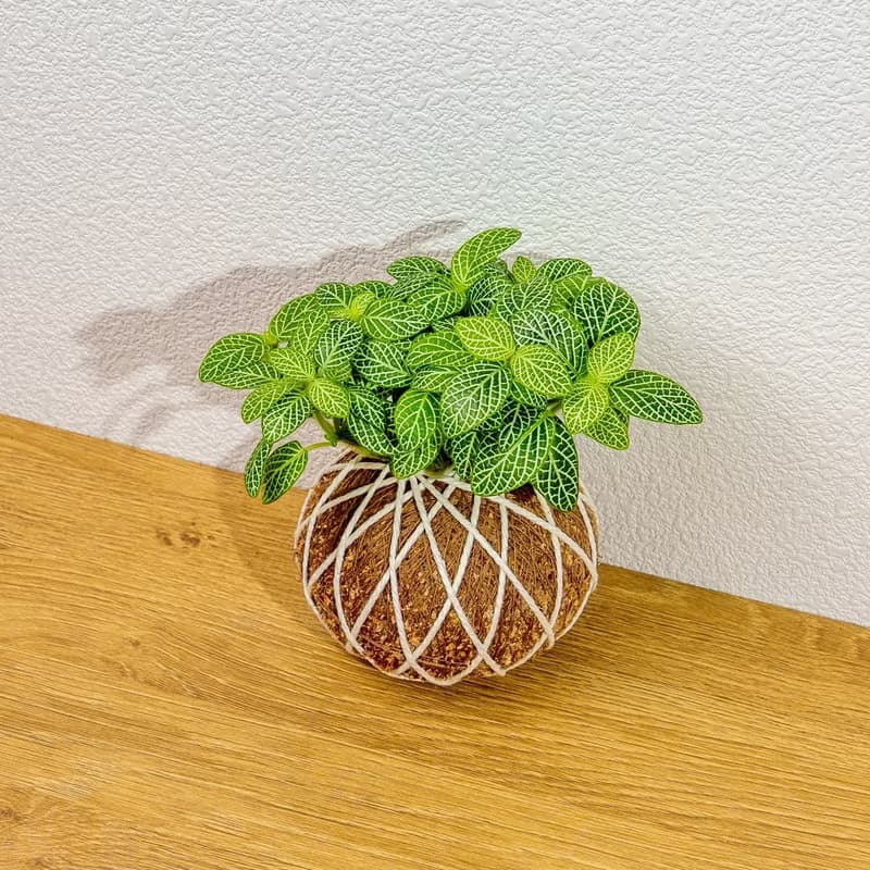 苔球植物 檸檬網紋草苔球 苔玉 禮物 送禮 桌上盆栽