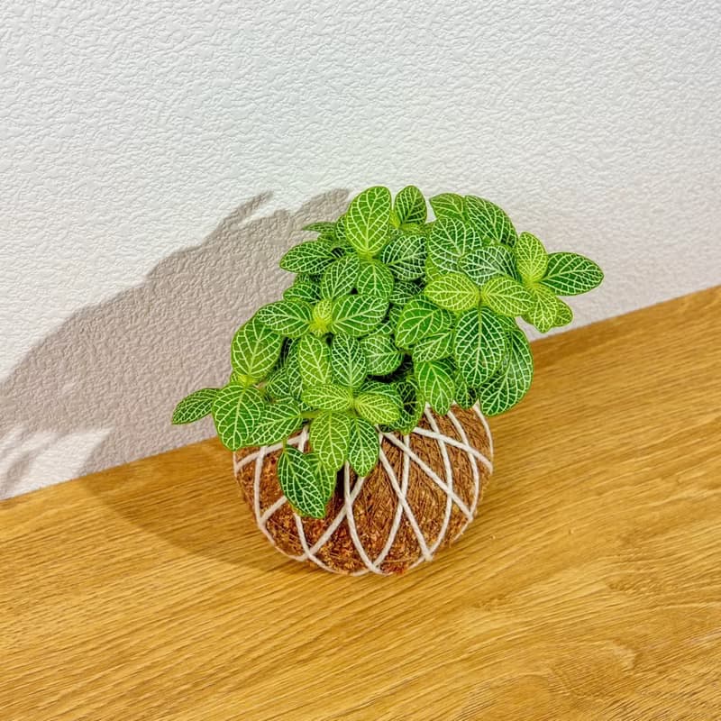 苔球植物 檸檬網紋草苔球 苔玉 禮物 送禮 桌上盆栽
