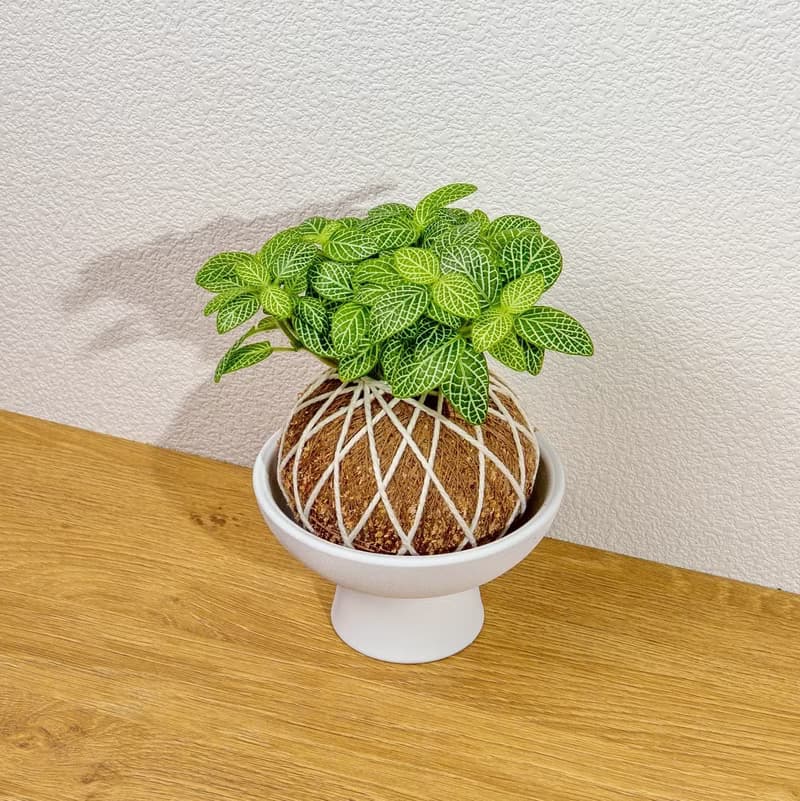 苔球植物 檸檬網紋草苔球 苔玉 禮物 送禮 桌上盆栽