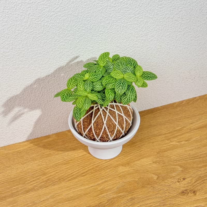 苔球植物 檸檬網紋草苔球 苔玉 禮物 送禮 桌上盆栽