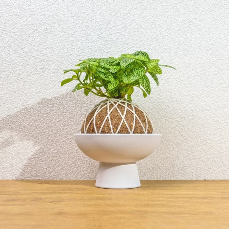 苔球植物 檸檬網紋草苔球 苔玉 禮物 送禮 桌上盆栽