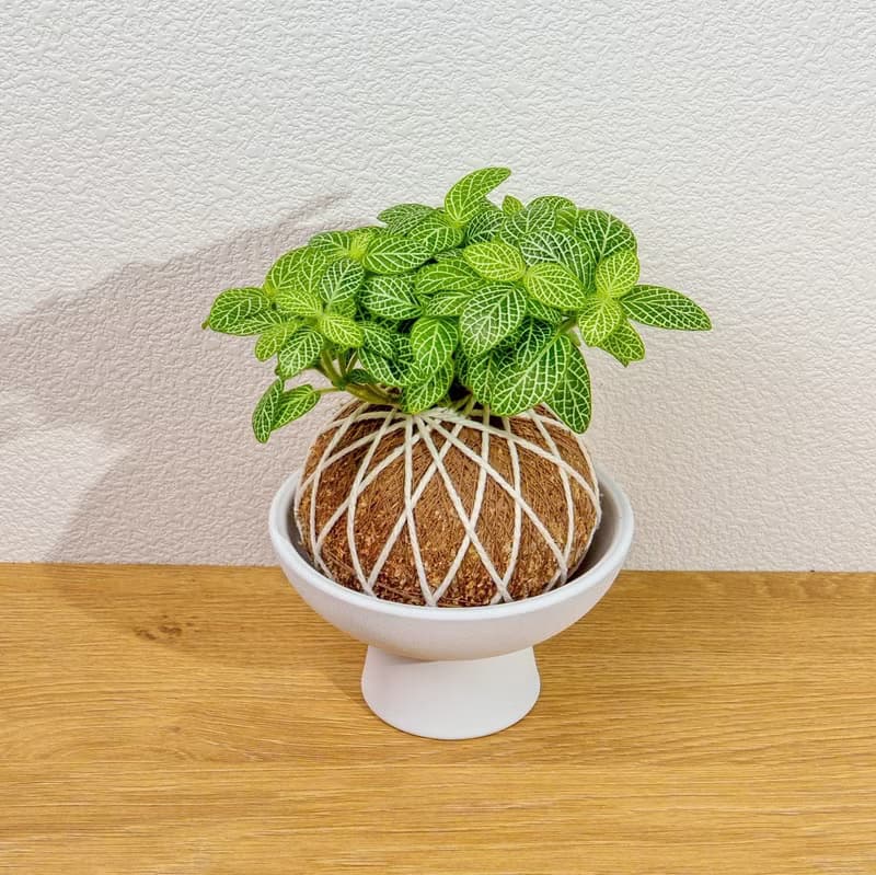 苔球植物 檸檬網紋草苔球 苔玉 禮物 送禮 桌上盆栽