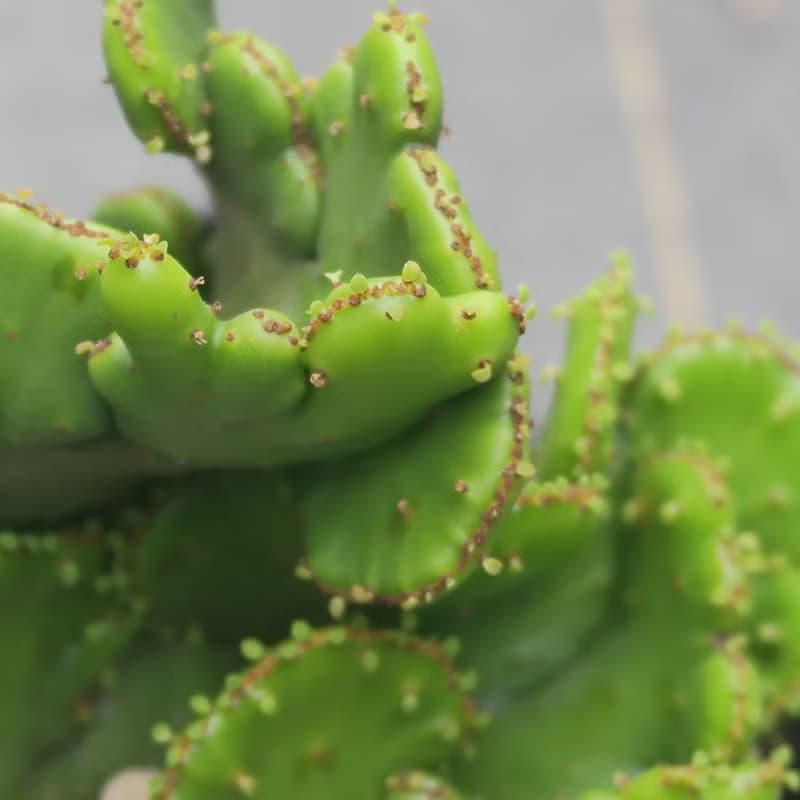 【荳荳多肉】【珊瑚大戟綴化】喬遷│送禮│升遷│多肉植物