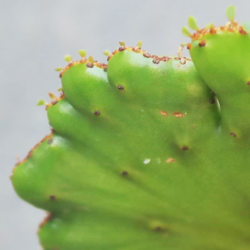 【荳荳多肉】【珊瑚大戟綴化】喬遷│送禮│升遷│多肉植物