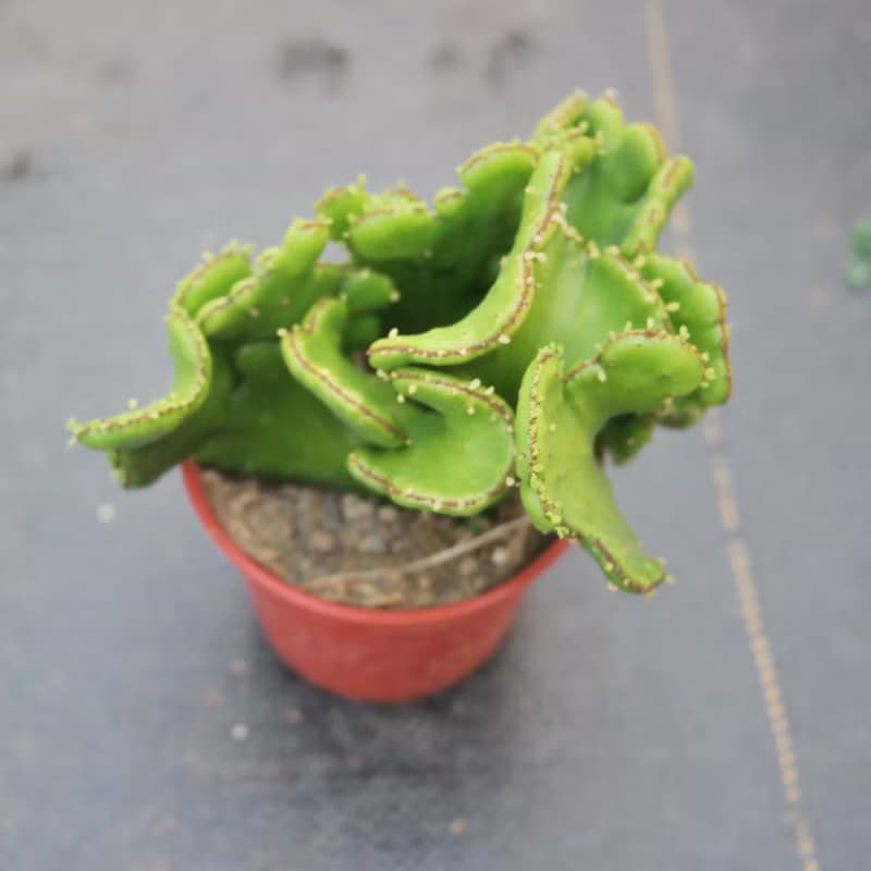 【荳荳多肉】【珊瑚大戟綴化】喬遷│送禮│升遷│多肉植物