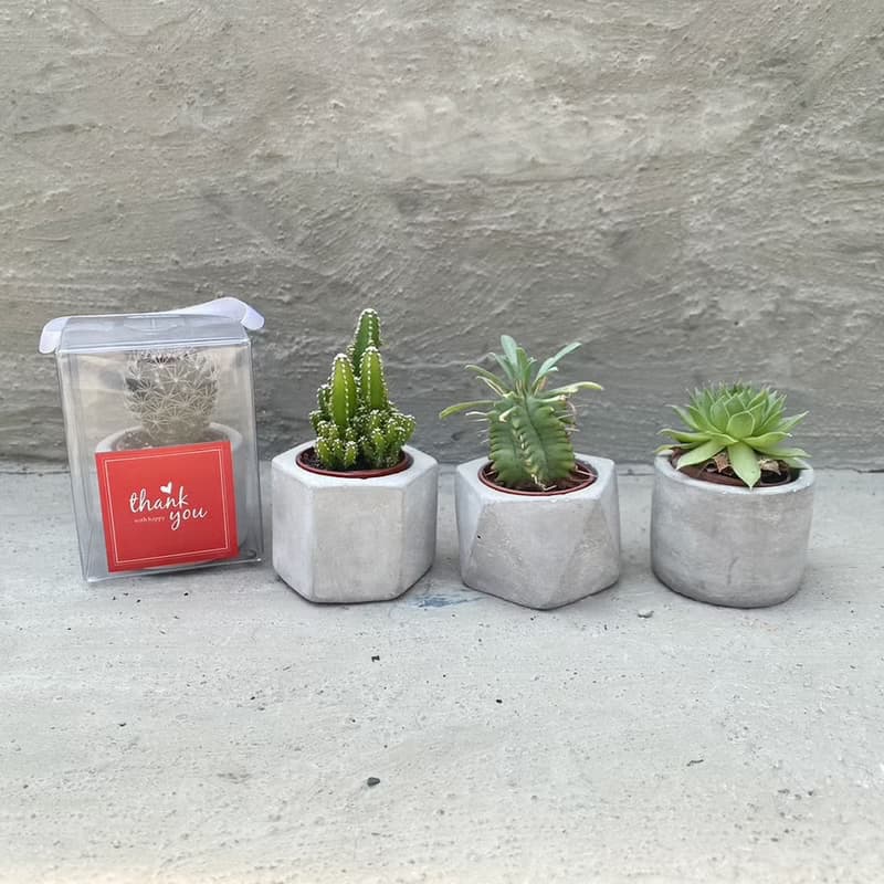 【荳荳多肉】【1吋水泥盆-50盆1組】│送禮│多肉植物│婚禮小物