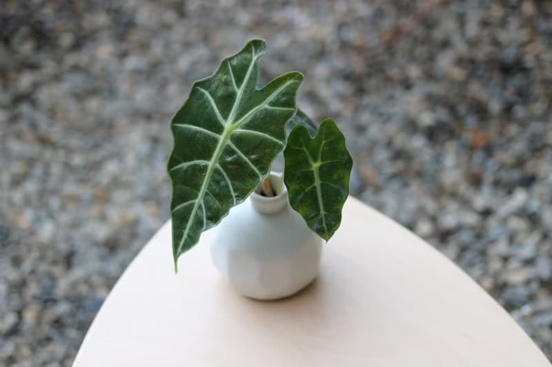 水培植栽│黑葉觀音蓮_室內植物 磨砂陶瓷幾何花瓶 白