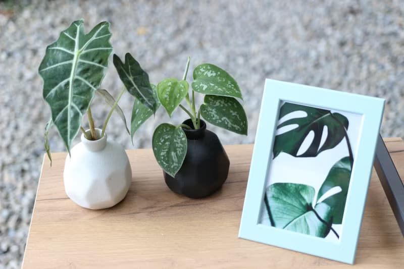 水培植栽│黑葉觀音蓮_室內植物 磨砂陶瓷幾何花瓶 白