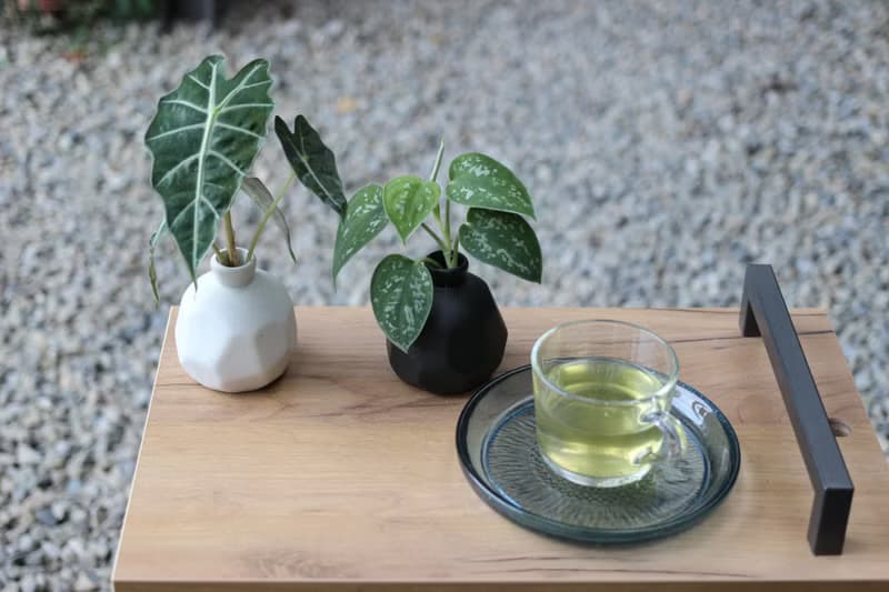 水培植栽│黑葉觀音蓮_室內植物 磨砂陶瓷幾何花瓶 白