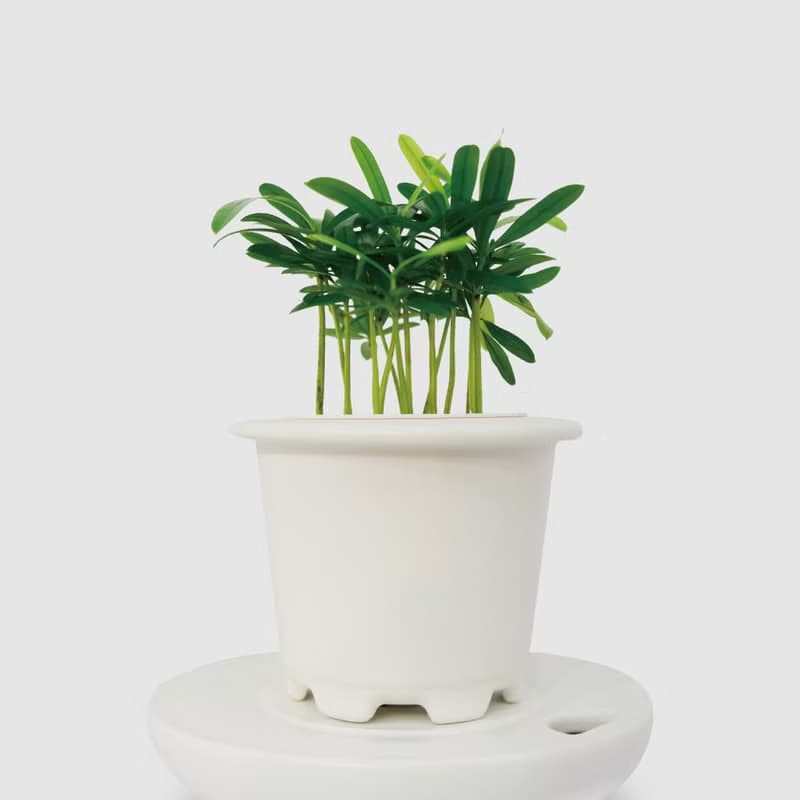 │ 窯瓷系列 │ 迷你羅漢松 - 松柏植物 水耕 種子盆栽 室內盆栽