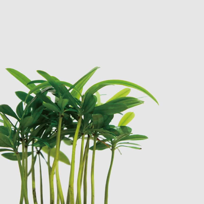 │ 窯瓷系列 │ 迷你羅漢松 - 松柏植物 水耕 種子盆栽 室內盆栽