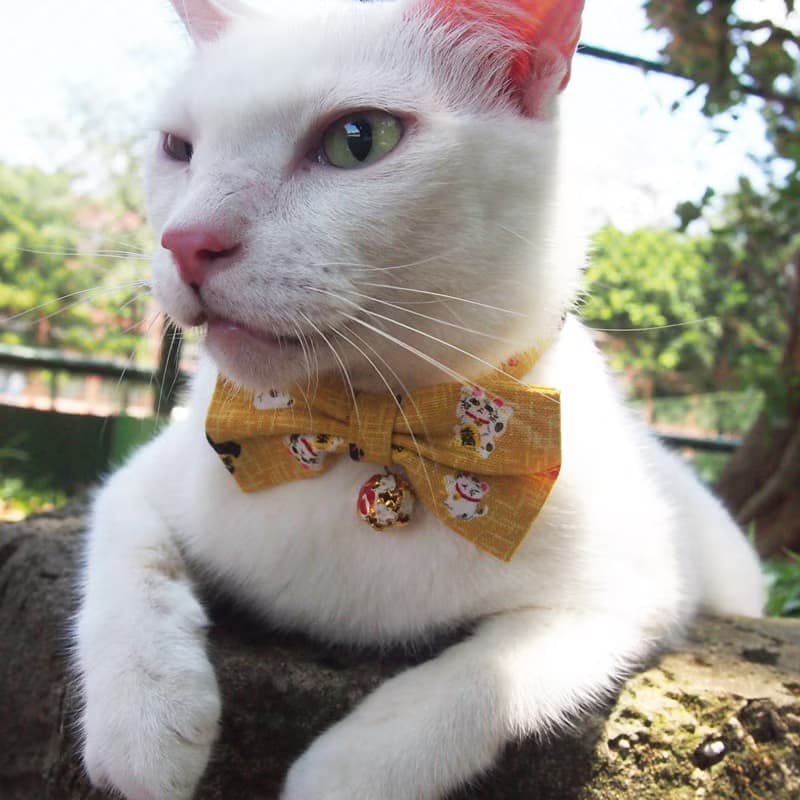 日本招財貓款 蝴蝶結寵物裝飾項圈 貓咪 小型犬 迷你犬