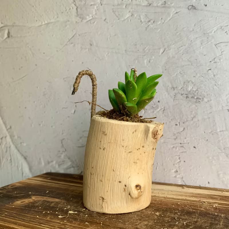 手工木作設計 盆栽擺飾 多肉植物 櫻吹雪