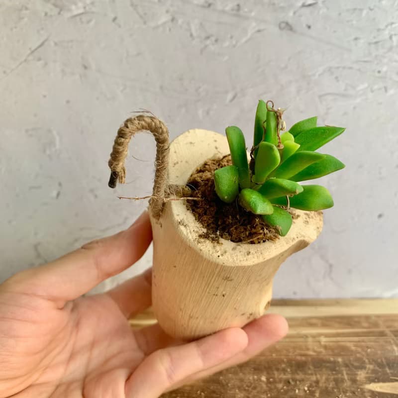 手工木作設計 盆栽擺飾 多肉植物 櫻吹雪