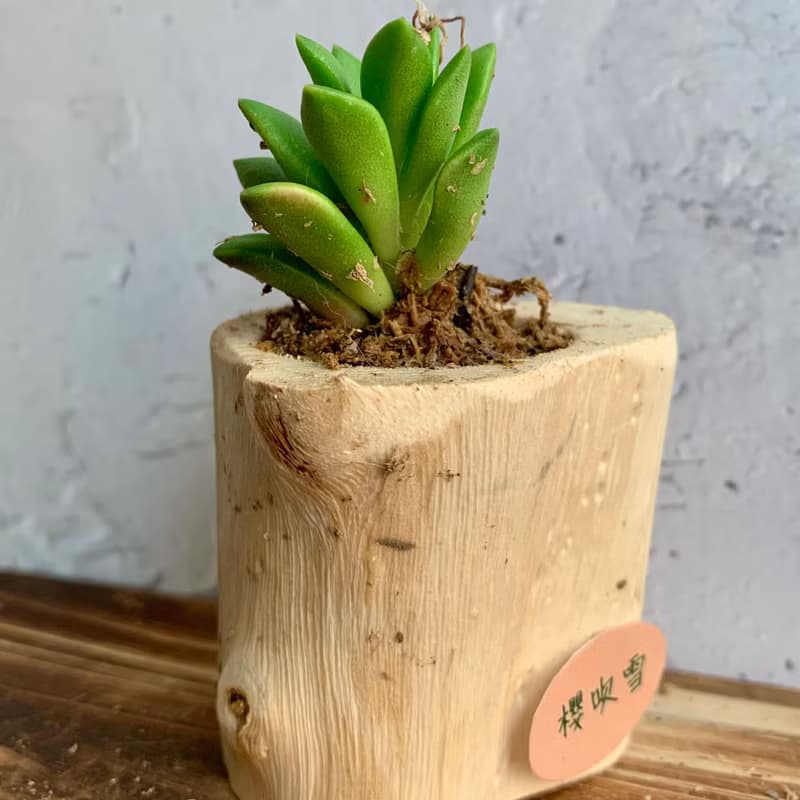 手工木作設計 盆栽擺飾 多肉植物 櫻吹雪