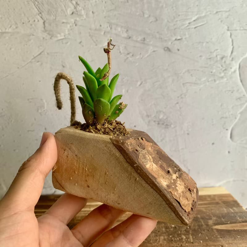 手工木作設計 盆栽擺飾 多肉植物 櫻吹雪