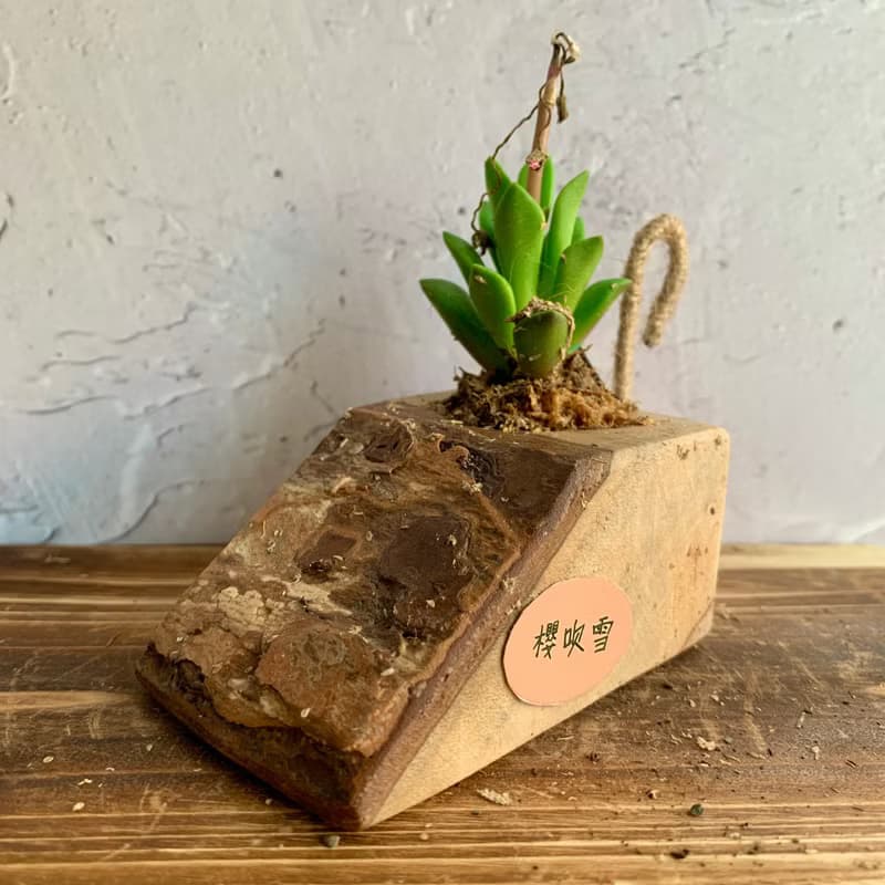 手工木作設計 盆栽擺飾 多肉植物 櫻吹雪