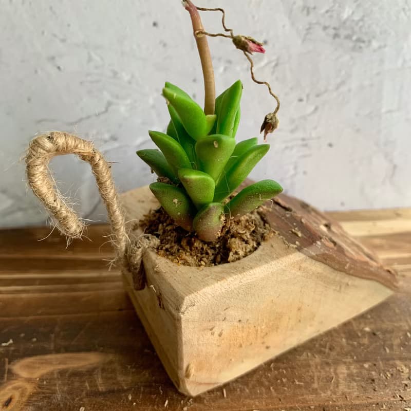 手工木作設計 盆栽擺飾 多肉植物 櫻吹雪