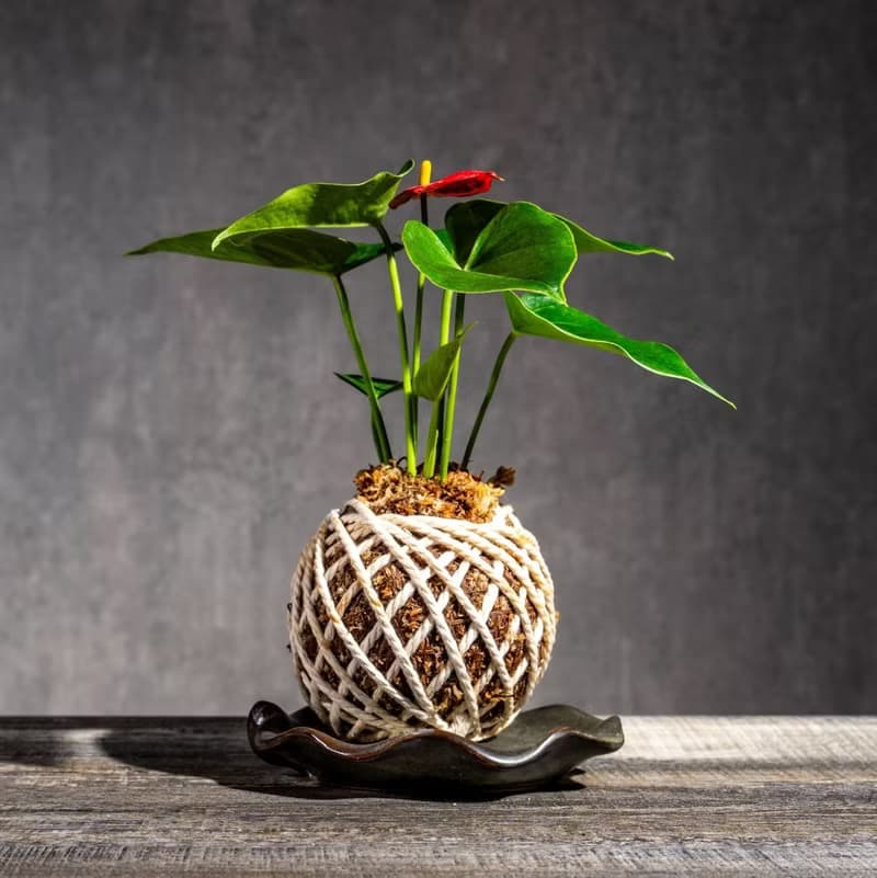 紅火鶴花苔球 苔球植物 苔玉 室內植物 辦公室植物 交換禮物