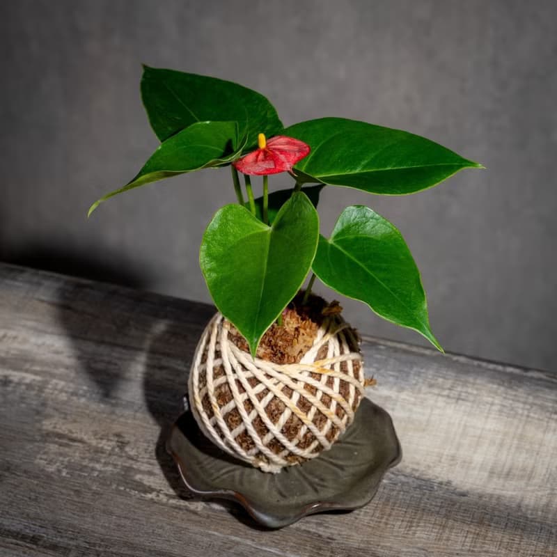 紅火鶴花苔球 苔球植物 苔玉 室內植物 辦公室植物 交換禮物