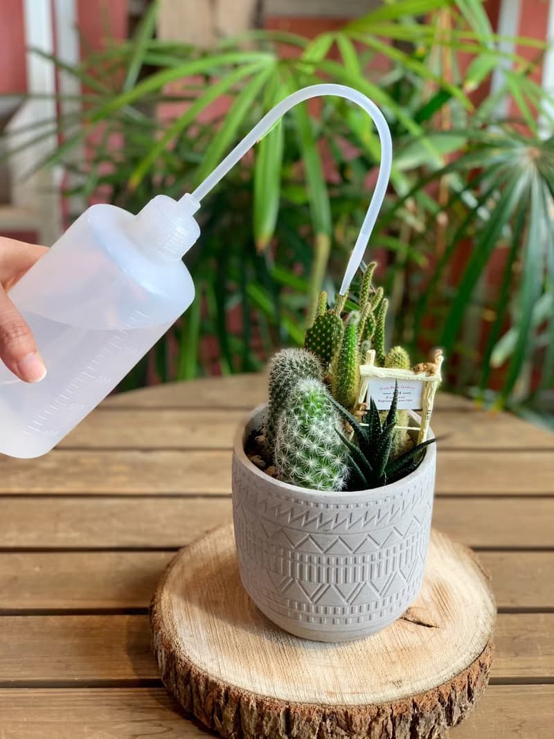 【招財首選】招財貓 水泥多肉組盆-花紋圓柱款12x11.5