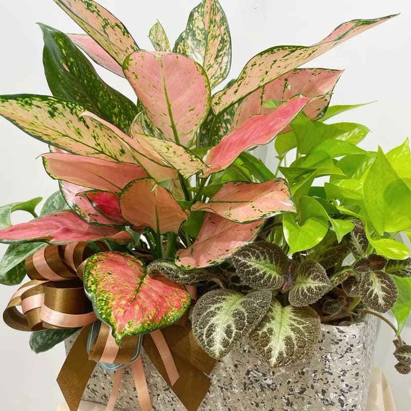 桌上型組合植栽 | 開幕送禮 / 質感盆栽 / 桌上型盆