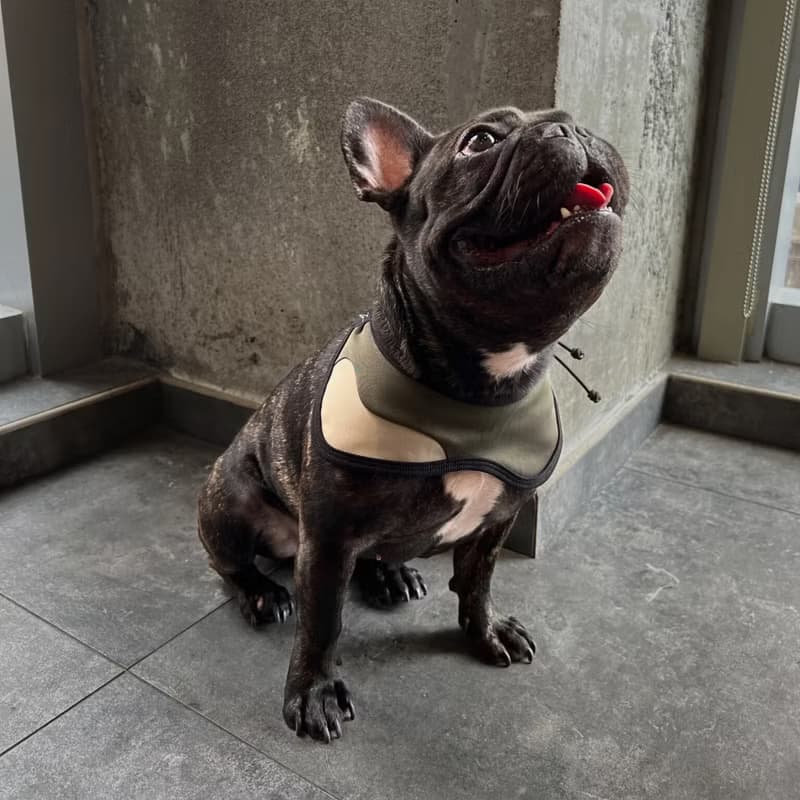 Zuuie 可調節寵物圍巾/頸圈 防水 - 軍綠色