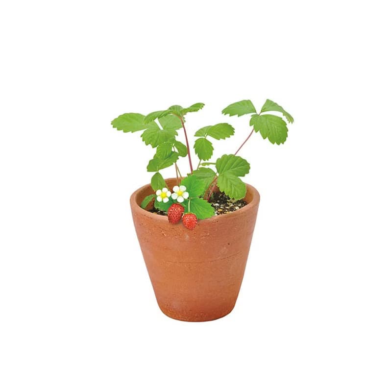 Terracotta Garden 陶盆雜貨植栽盆器 / 野草莓