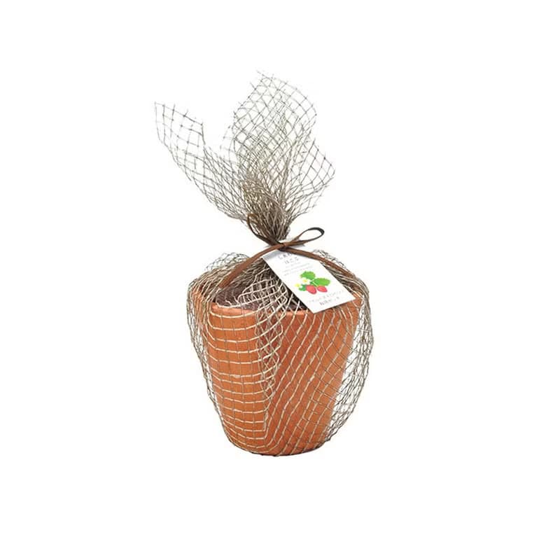 Terracotta Garden 陶盆雜貨植栽盆器 / 野草莓