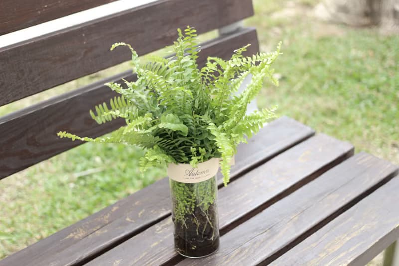 水培植栽│波士頓腎蕨_室內植物 辦公室盆栽 店內布置 禮物
