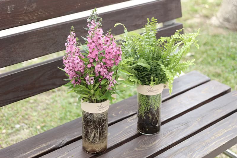 水培植栽│波士頓腎蕨_室內植物 辦公室盆栽 店內布置 禮物