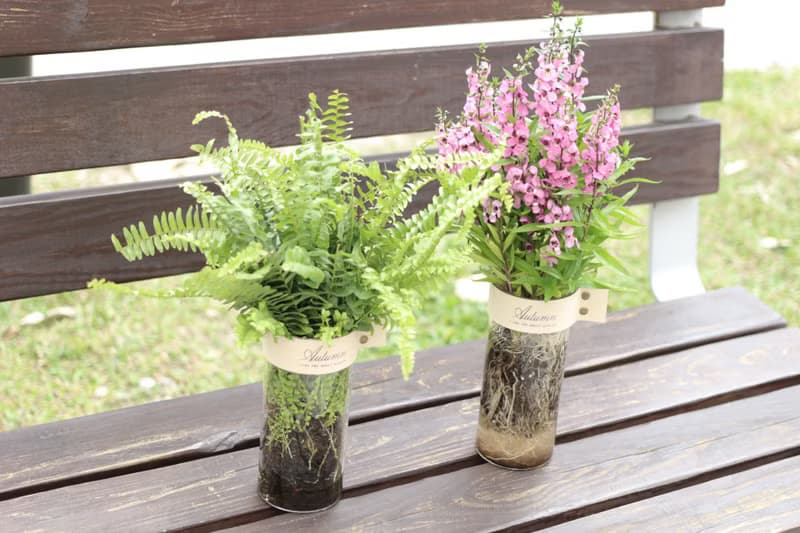 水培植栽│波士頓腎蕨_室內植物 辦公室盆栽 店內布置 禮物