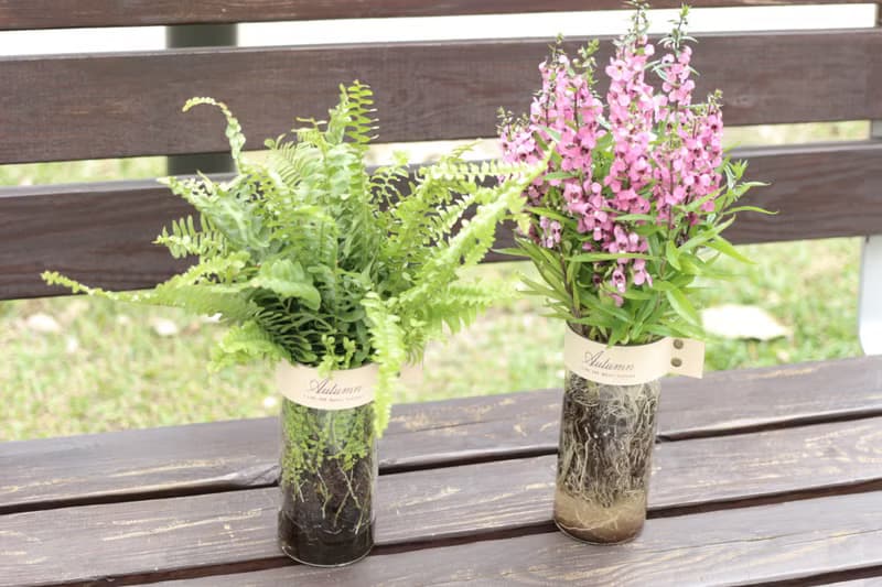 水培植栽│波士頓腎蕨_室內植物 辦公室盆栽 店內布置 禮物