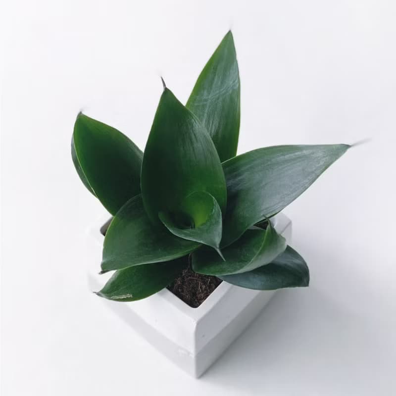 (預購) 白灰漸層系列 | 稀有少見品種 墨綠虎尾蘭 方形水泥植栽